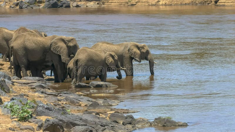 Tir grand-angulaire d'un troupeau d'éléphant buvant de la rivière de Mara au Kenya photographie stock libre de droits Tir grand-angulaire d'un troupeau d'éléphant buvant de la rivière de Mara au Kenya photographie stock libre de droits
