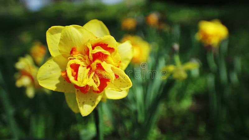 Tir jaune de plan rapproché de fleur de narcisse