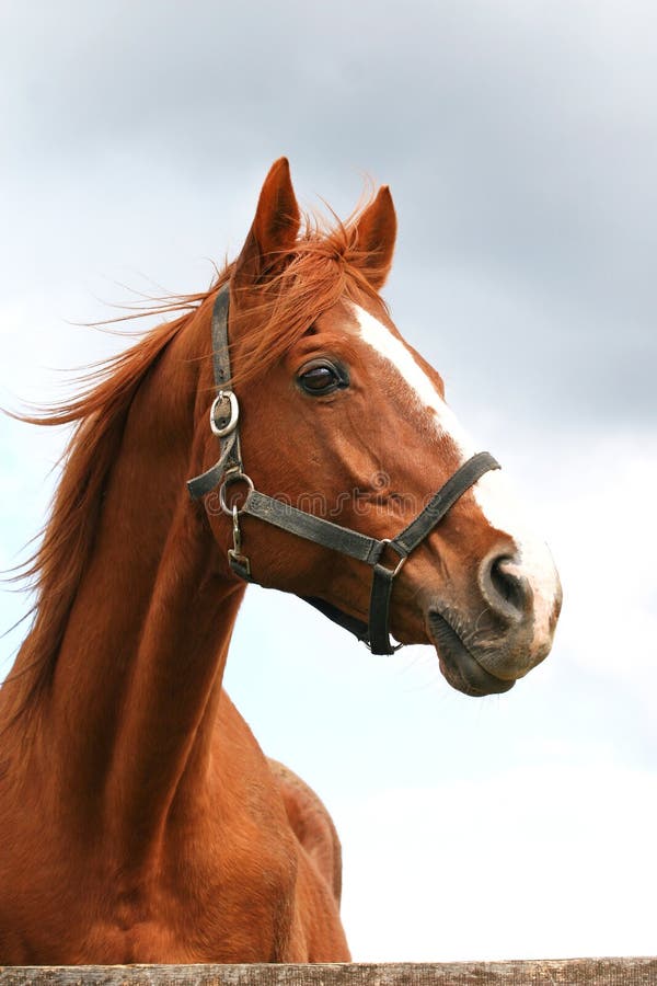 Une photo de tête d'un beau cheval skewbald dans une tête de col en cuir  Photo Stock - Alamy
