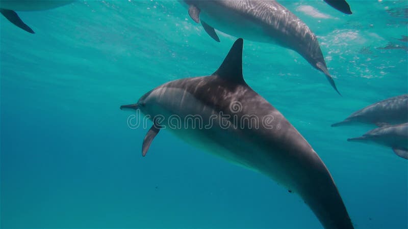 Tir sous-marin de dauphins nageant dans une direction. famille de mammifères nage sous l'eau. dauphins à bout de bras banque de vidéos