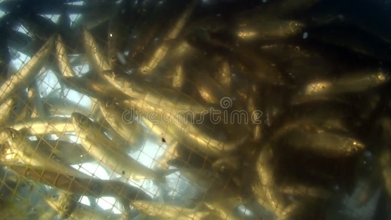 Tir sous-marin de poisson vivant omul dans le filet de pêche au lac baikal. clips vidéos