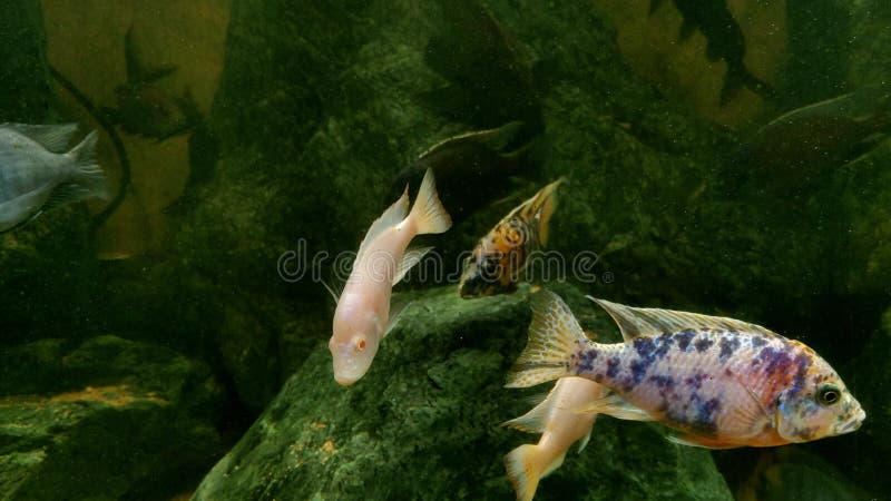 Tir sous-marin de poissons nageurs dans l'eau. clips vidéos