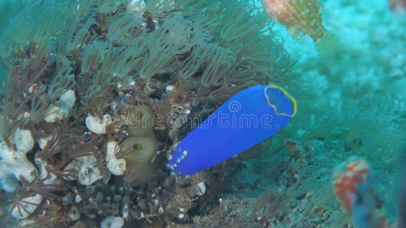 Tir sous-marin de tuniciers bleus sur la barrière de corail banque de vidéos