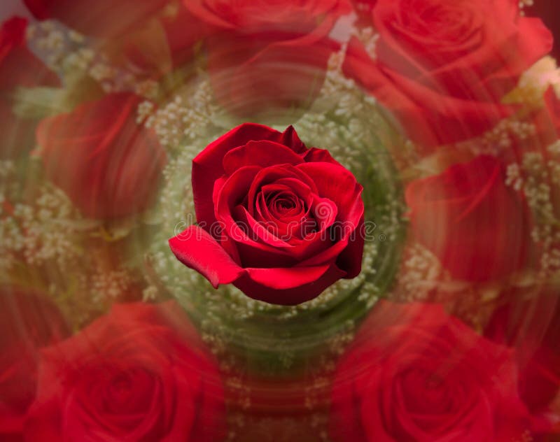 Fermez-vous vers le haut de la rose de rouge avec le fond brouillé images libres de droits Fermez-vous vers le haut de la rose de rouge avec le fond brouillé images libres de droits