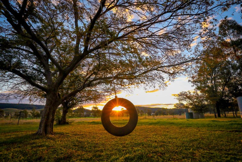 Tire swing hanging from a Chinese Elm tree