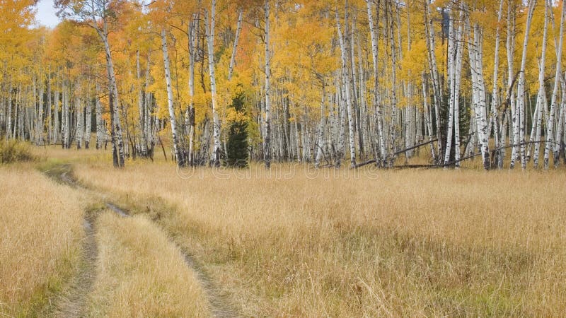 Tire Tracks Going Into a Forest of Aspens in Autum