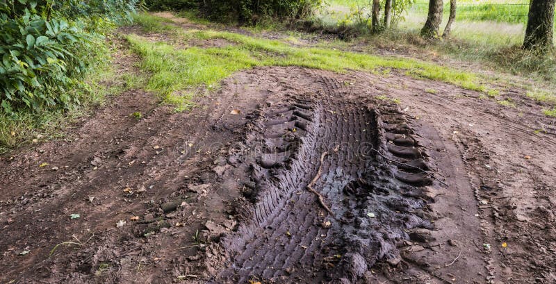 Tire tracks in the mud of a forest edge