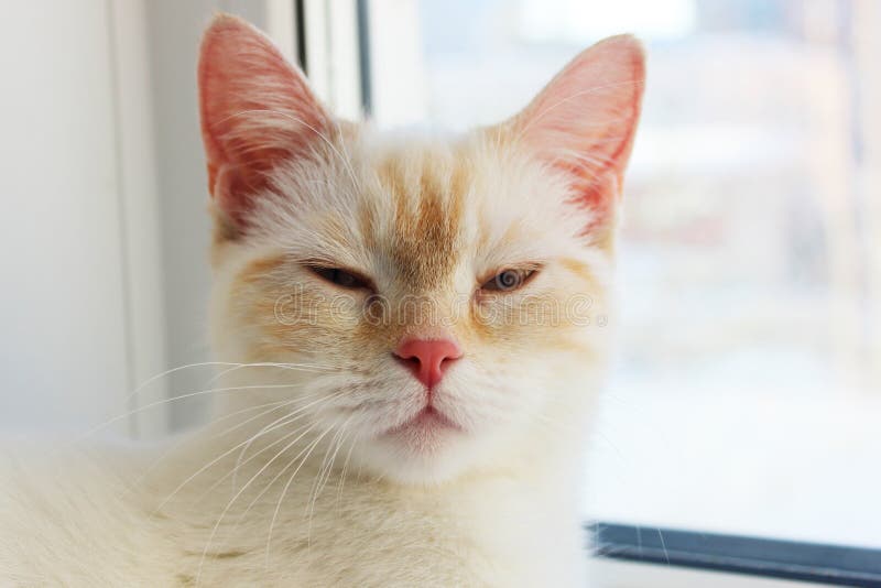 Tired Distant, Angry Suspicious Cat. Cute Beautiful White Cat with Blue  Eyes. Fluffy White Fur Stock Image - Image of mammal, kitten: 240967325