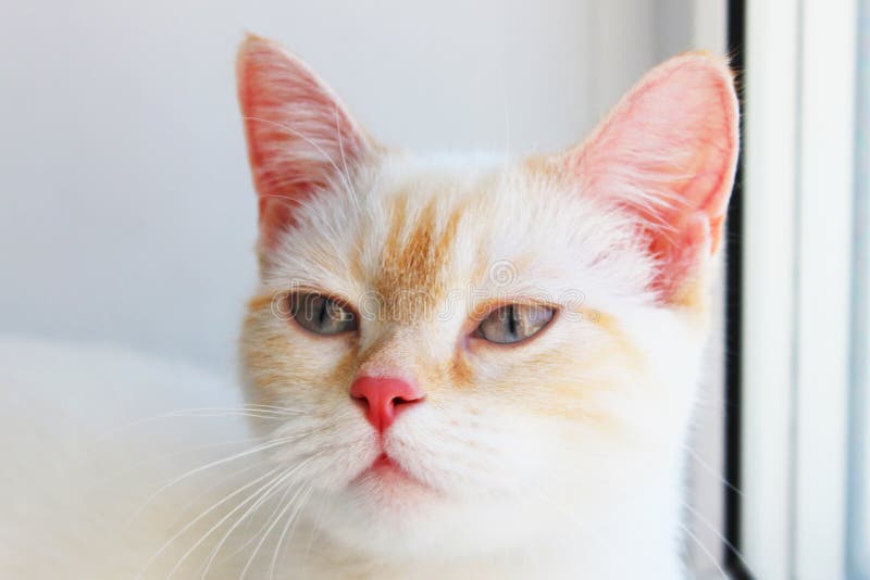 Tired Distant, Angry Suspicious Cat. Cute Beautiful White Cat with Blue  Eyes. Fluffy White Fur Stock Image - Image of mammal, kitten: 240967325