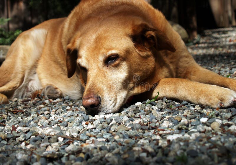 Tired Dog Picture. Image 7040669