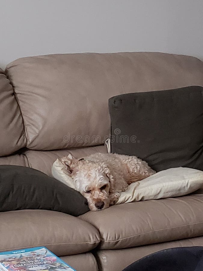 Tired Dog editorial photo. Image of pillow, couch, falling 121812246