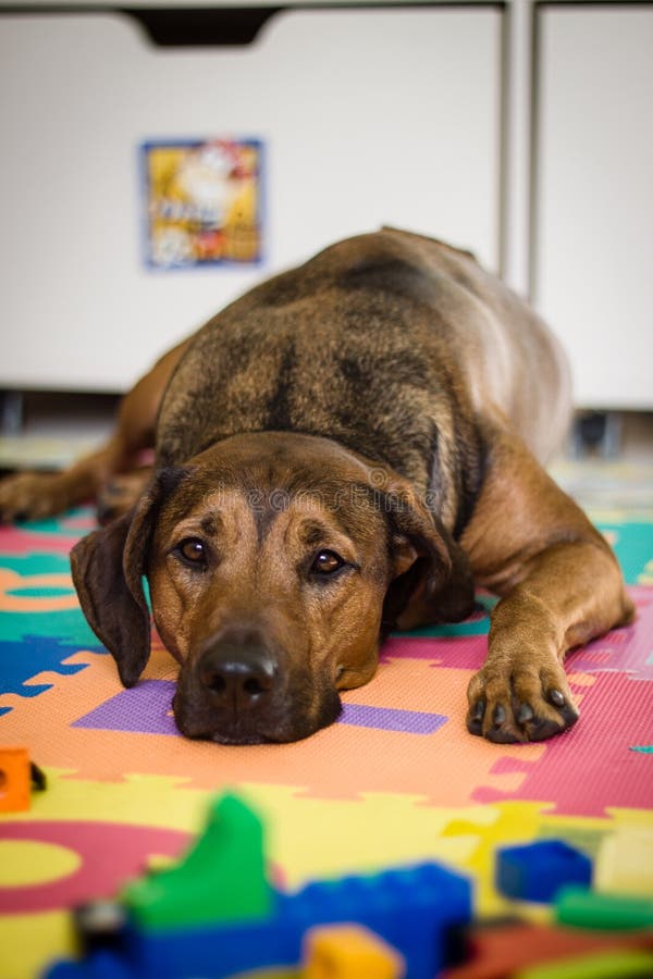 Dog Puzzle Stock Photos Download 185 Royalty Free Photos