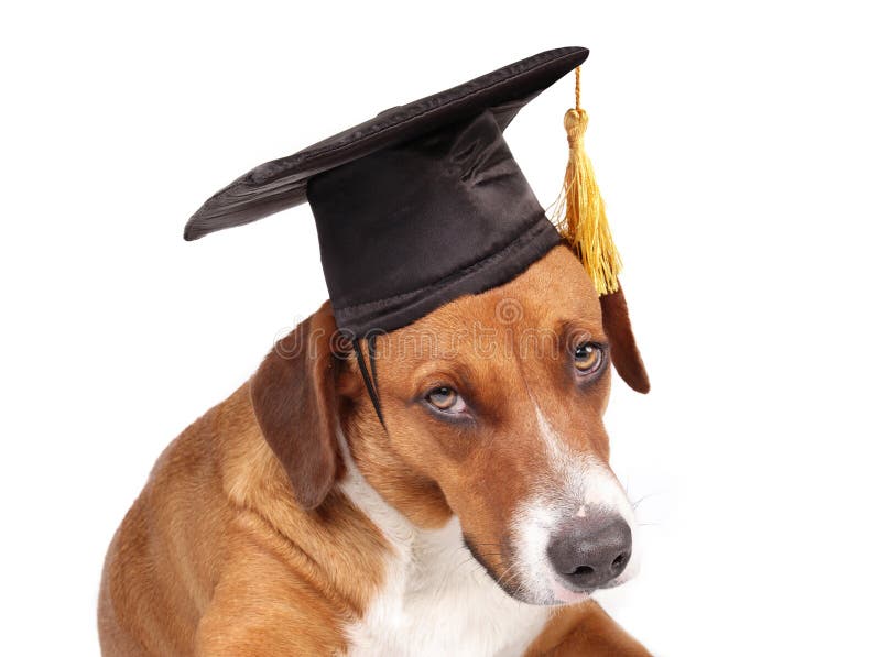 415 Dog Graduation Stock Photos - Free & Royalty-Free Stock Photos