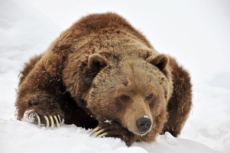 Tired grizzly bear