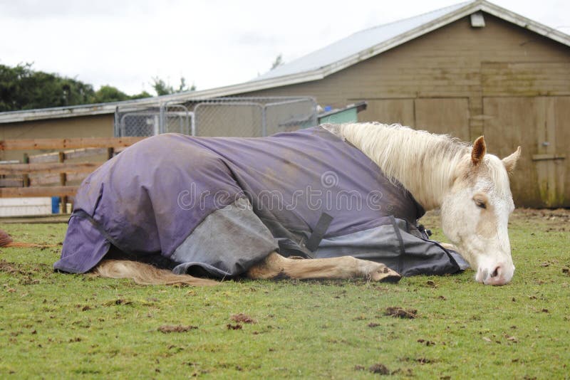 Tired Horse, Resting Royalty Free Stock Image Image 30100596