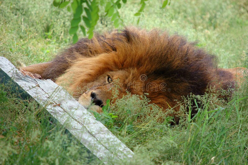 Tired Lion Picture. Image 886478