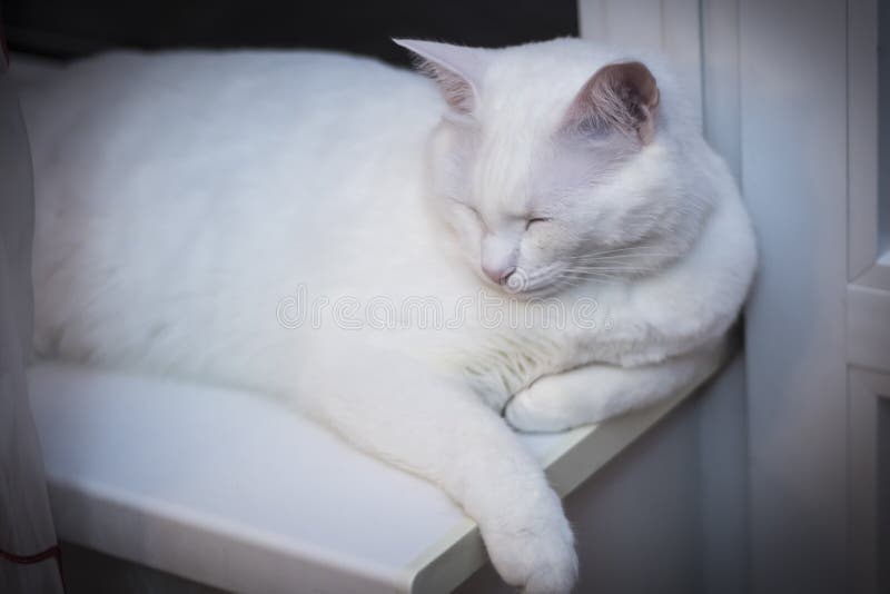 White Cat Sleeps at Night Window Stock Photo Image of indoors