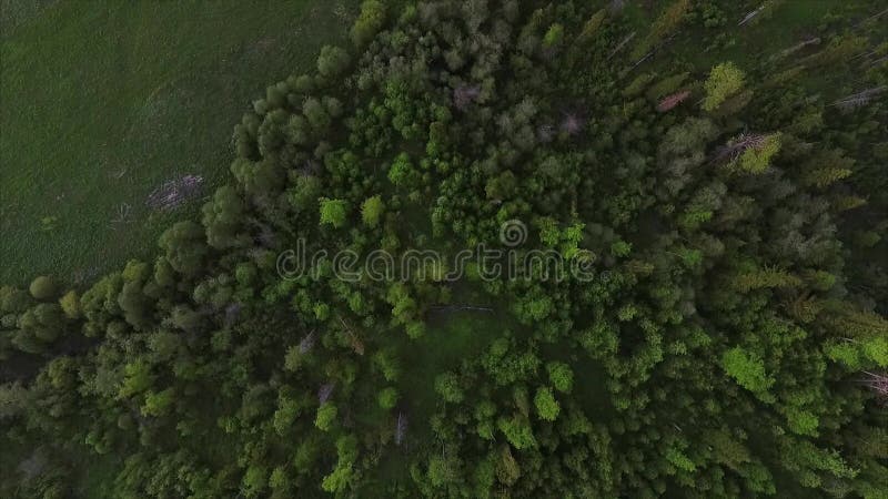 Tiro aereo della foresta
