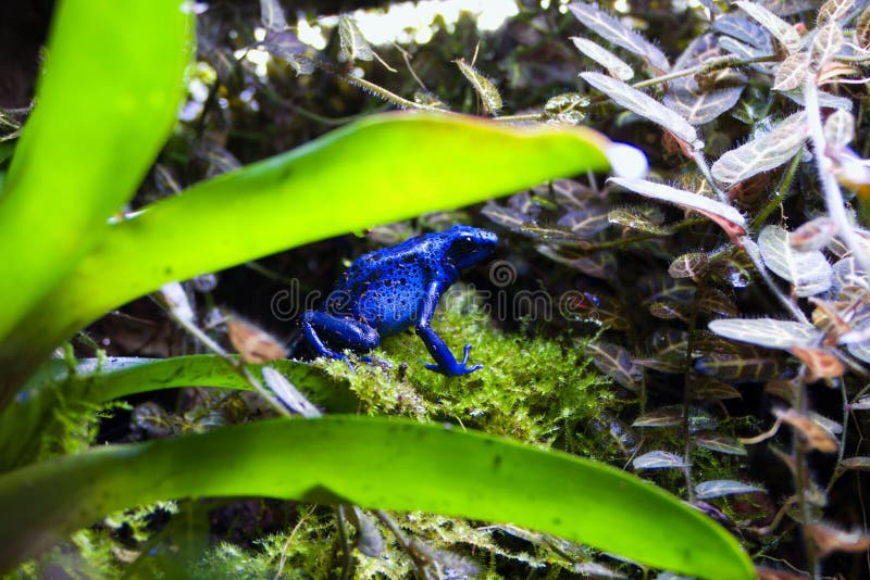 Foto de Cobra Azul Com Veneno Mortal e mais fotos de stock de Verde -  Descrição de Cor - Verde - Descrição de Cor, Cobra, Grama - iStock