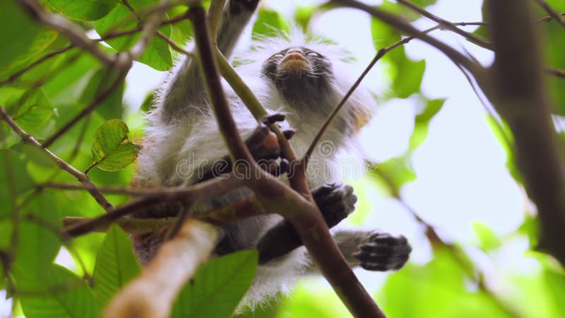 Macaco sagui brincando nos galhos das árvores