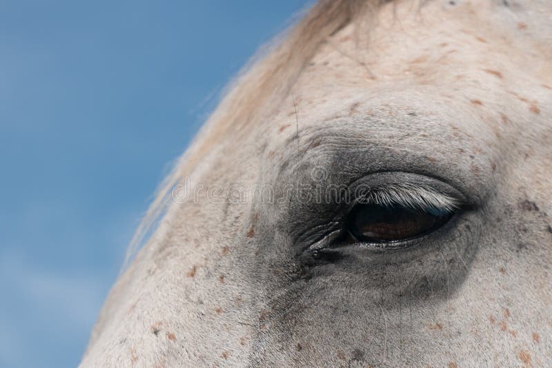 Cavalo Branco Na Frente De Você Que Olha a Você Foto de Stock - Imagem de  você, homem: 75585610