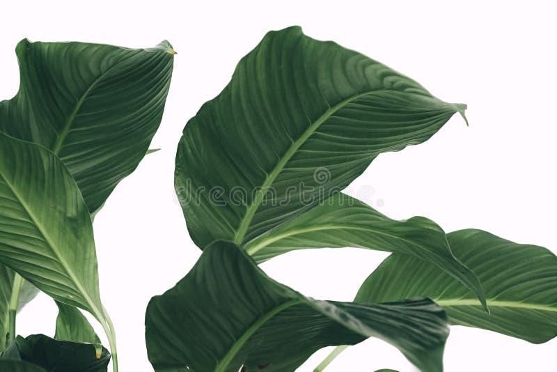 Tiro bonito das folhas tropicais exóticas imagens de stock royalty free Tiro bonito das folhas tropicais exóticas imagens de stock royalty free