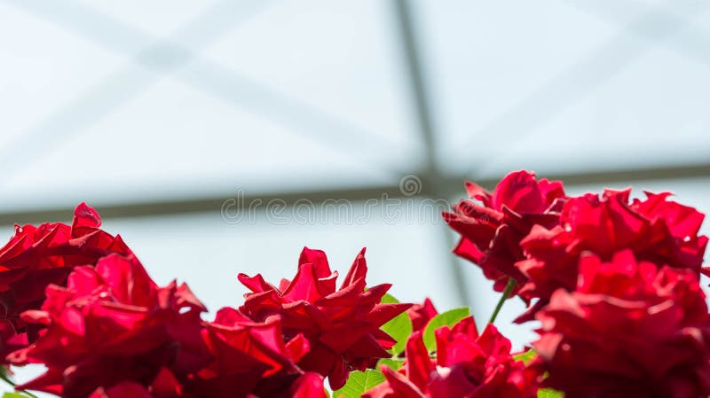 Tiro borroso integral horizontal de flores rojas con azul suave imagen de archivo Tiro borroso integral horizontal de flores rojas con azul suave imagen de archivo