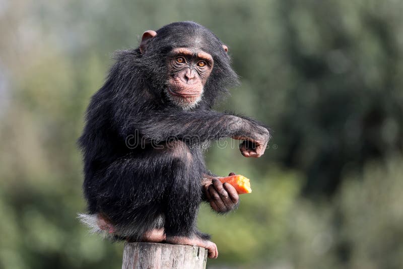 Macaco do chimpanzé foto de stock. Imagem de chimpanzés - 29433666