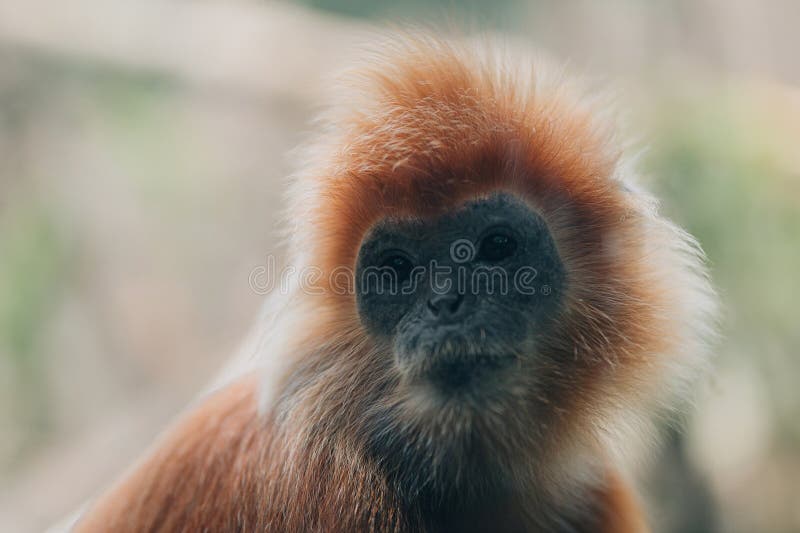 macacos fofos vivem nos templos da tailândia. 15935604 Foto de