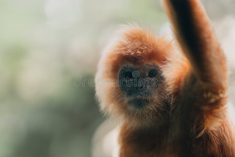 macacos fofos vivem nos templos da tailândia. 15935604 Foto de