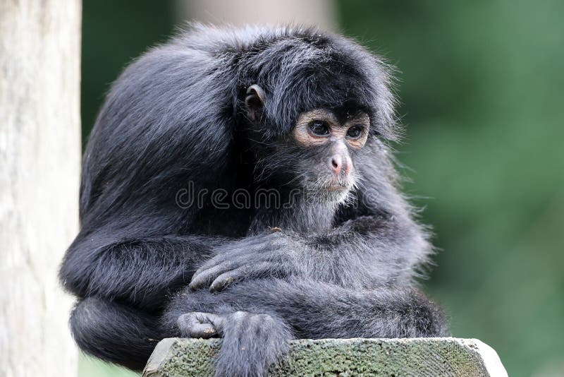 Imagens da vida animal: Macaco-aranha-da-Colômbia (Ateles fusciceps  robustus)