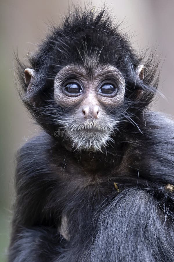 Imagens da vida animal: Macaco-aranha-da-Colômbia (Ateles fusciceps  robustus)