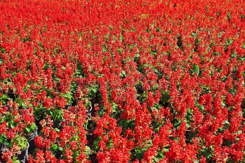 Tiro completo da flor vermelha do salvia em Rai Chian foto de stock royalty free Tiro completo da flor vermelha do salvia em Rai Chian foto de stock royalty free