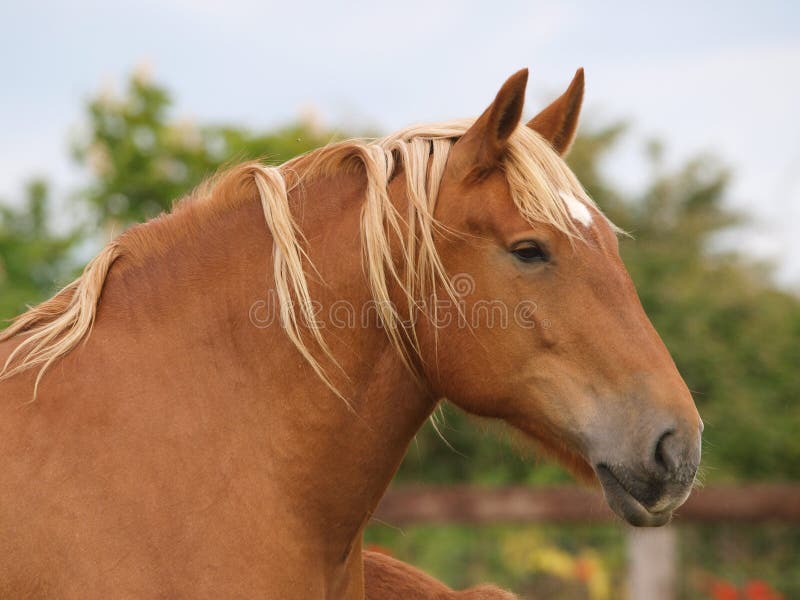 A head shot of a prettty chestnut Suffolk Punch horse. A head shot of a prettty chestnut Suffolk Punch horse