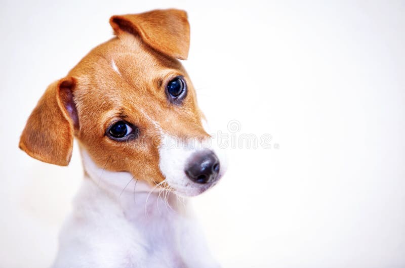 Tiro da cabeça de cão fotografia de stock royalty free Tiro da cabeça de cão fotografia de stock royalty free