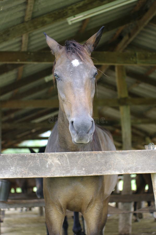 Cavalo à Frente De Uma árvore Foto de Stock - Imagem de marrom, cavalo:  179065984