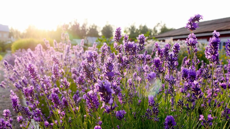 Tiro de cerca de hermosas flores de lavanda en el sol. flores moradas en el jardín metrajes