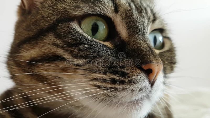 Tiro de cerca de la cara de los gatos. ojos azules y verdes multicolores. olfatea el aire. el movimiento de las fosas nasales metrajes