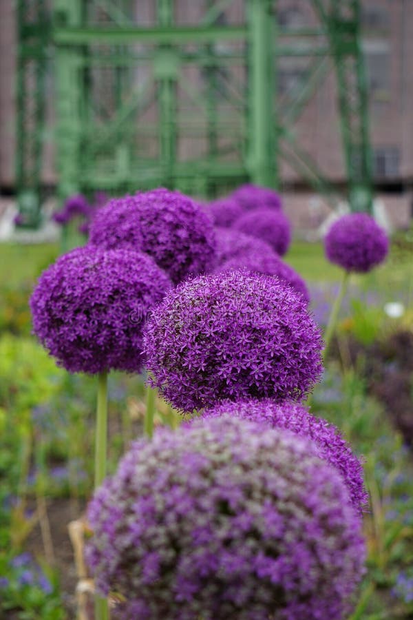 Tiro de foco seletivo vertical das flores de alumínio do gladiador roxo imagens de stock