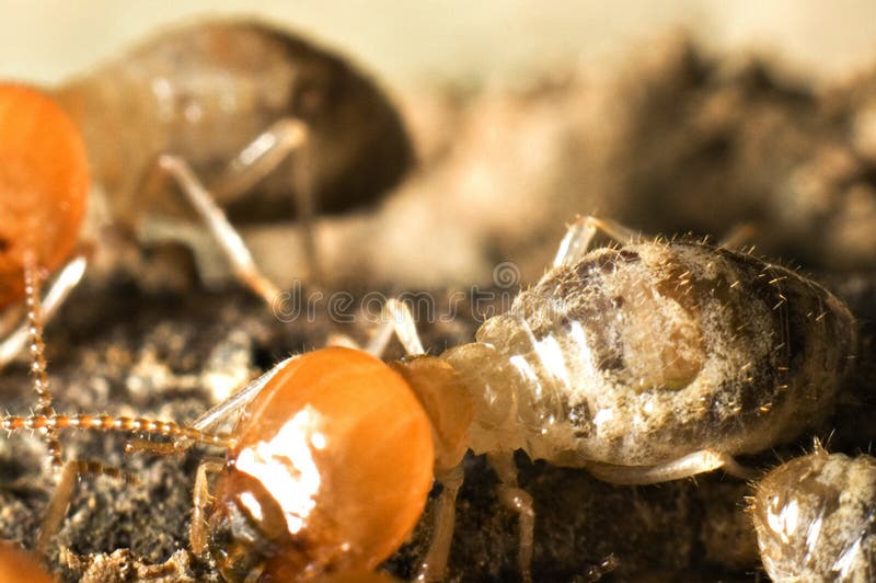 Tiro de la macro de la termita foto de archivo