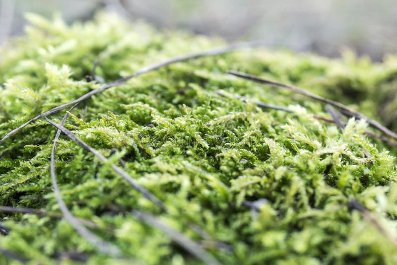 Tiro de musgo verde en la macro del bosque. Musgo verde en la macro del bosque toma con fondo borroso.