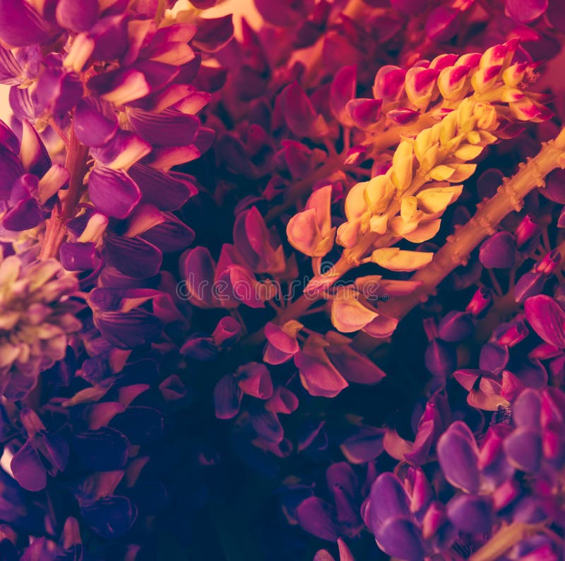 Tiro do macro das flores selvagens da violeta e do purle fotos de stock royalty free Tiro do macro das flores selvagens da violeta e do purle fotos de stock royalty free