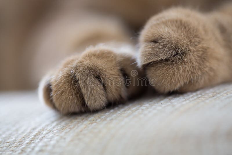 Lying cat paws closeup macro shot. Lying cat paws closeup macro shot