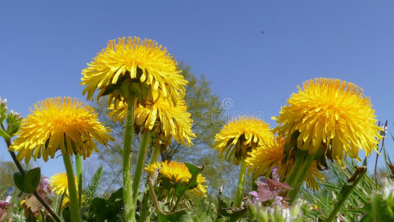 Tiro en ángulo bajo del cielo azul de dandelions almacen de metraje de vídeo