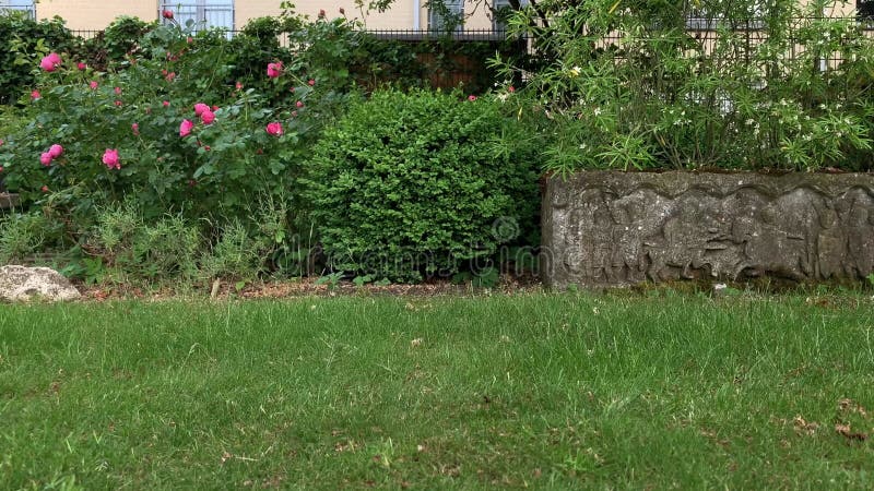 Tiro en ángulo bajo del jardinero cortando el césped en el jardín cerca almacen de metraje de vídeo