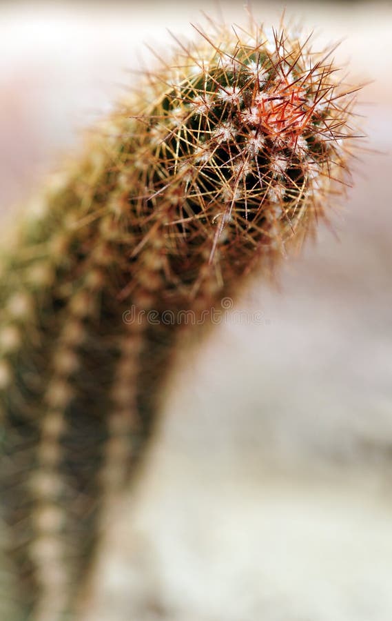 Primer plano de un cactus espinoso imágenes de archivo libres de regalías
