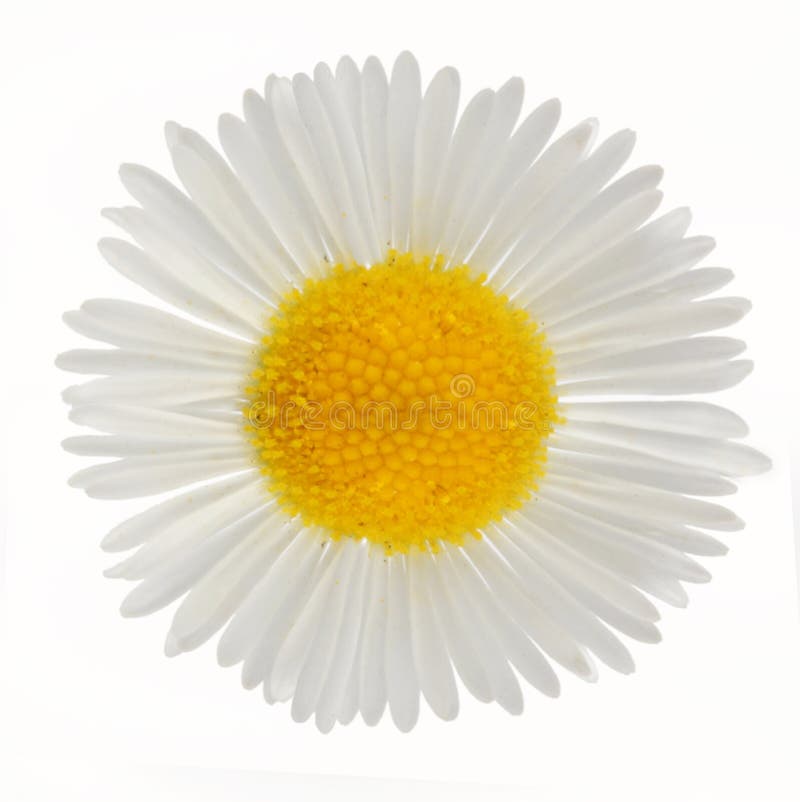 Macro shot of wild camomile over white. Macro shot of wild camomile over white