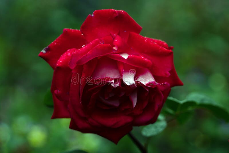 Tiro macro de la rosa roja en foco suave imagen de archivo Tiro macro de la rosa roja en foco suave imagen de archivo