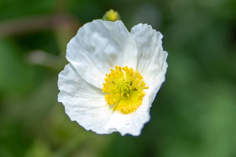 Tiro macro de uma flor branca em um fundo natural em um foco macio imagem de stock Tiro macro de uma flor branca em um fundo natural em um foco macio imagem de stock