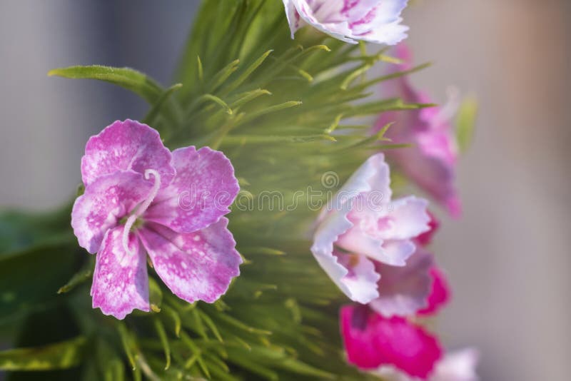 Tiro macro del primer de flores hermosas brillantes. Primer macro de flores hermosas brillantes con un fondo borroso